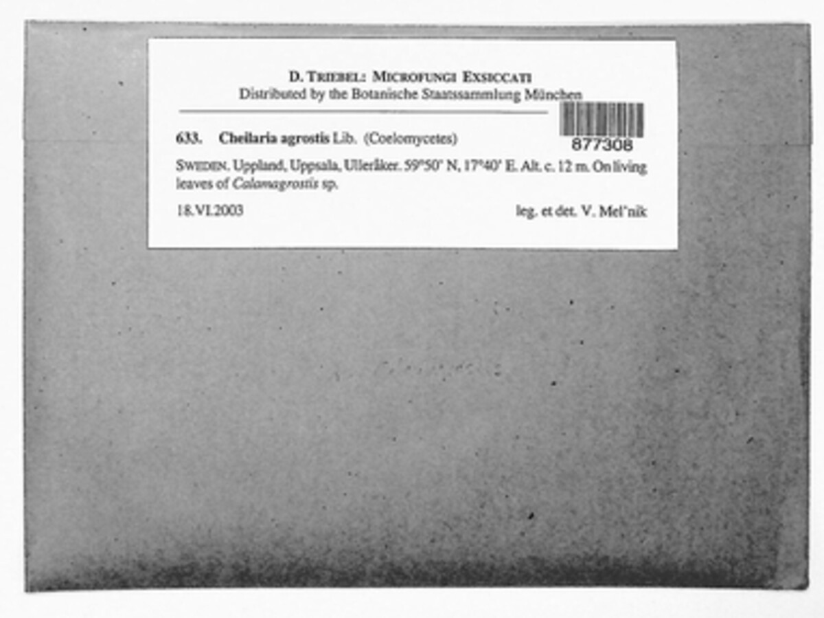 Cheilaria agrostidis image